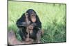 Chimpanzee Playing with a Stick-DLILLC-Mounted Premium Photographic Print