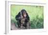 Chimpanzee Playing with a Stick-DLILLC-Framed Photographic Print