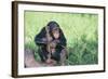 Chimpanzee Playing with a Stick-DLILLC-Framed Photographic Print