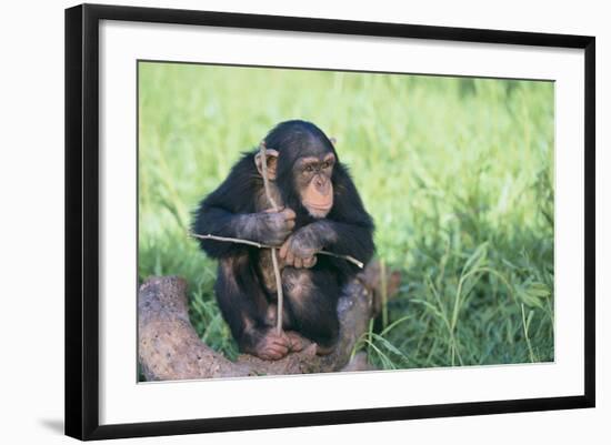 Chimpanzee Playing with a Stick-DLILLC-Framed Photographic Print