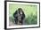 Chimpanzee Playing with a Stick-DLILLC-Framed Photographic Print