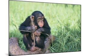 Chimpanzee Playing with a Stick-DLILLC-Mounted Photographic Print