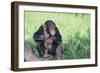 Chimpanzee Playing with a Stick-DLILLC-Framed Photographic Print