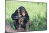 Chimpanzee Playing with a Stick-DLILLC-Mounted Photographic Print
