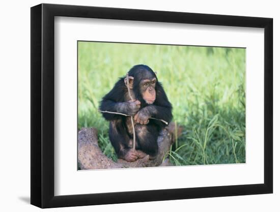 Chimpanzee Playing with a Stick-DLILLC-Framed Photographic Print