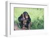 Chimpanzee Playing with a Stick-DLILLC-Framed Photographic Print