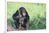 Chimpanzee Playing with a Stick-DLILLC-Framed Photographic Print