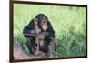 Chimpanzee Playing with a Stick-DLILLC-Framed Photographic Print