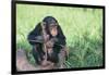 Chimpanzee Playing with a Stick-DLILLC-Framed Photographic Print