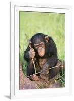 Chimpanzee Playing with a Stick-DLILLC-Framed Photographic Print