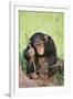 Chimpanzee Playing with a Stick-DLILLC-Framed Photographic Print