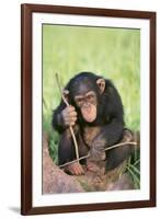 Chimpanzee Playing with a Stick-DLILLC-Framed Photographic Print