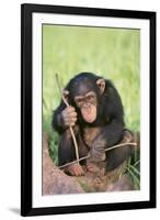 Chimpanzee Playing with a Stick-DLILLC-Framed Photographic Print