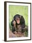 Chimpanzee Playing with a Stick-DLILLC-Framed Photographic Print