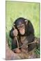 Chimpanzee Playing with a Stick-DLILLC-Mounted Photographic Print