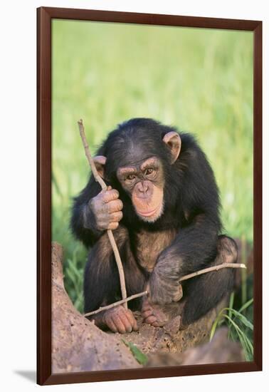 Chimpanzee Playing with a Stick-DLILLC-Framed Photographic Print