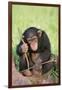 Chimpanzee Playing with a Stick-DLILLC-Framed Photographic Print