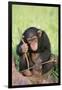 Chimpanzee Playing with a Stick-DLILLC-Framed Photographic Print