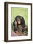 Chimpanzee Playing with a Stick-DLILLC-Framed Photographic Print