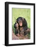 Chimpanzee Playing with a Stick-DLILLC-Framed Photographic Print