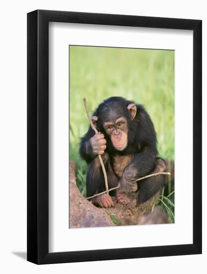 Chimpanzee Playing with a Stick-DLILLC-Framed Photographic Print