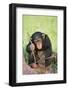 Chimpanzee Playing with a Stick-DLILLC-Framed Photographic Print