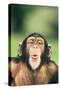 Chimpanzee Puckering its Lips-DLILLC-Stretched Canvas