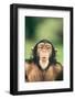 Chimpanzee Puckering its Lips-DLILLC-Framed Photographic Print