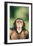 Chimpanzee Puckering its Lips-DLILLC-Framed Photographic Print