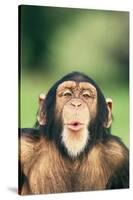 Chimpanzee Puckering its Lips-DLILLC-Stretched Canvas