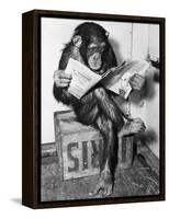 Chimpanzee Reading Newspaper-Bettmann-Framed Stretched Canvas