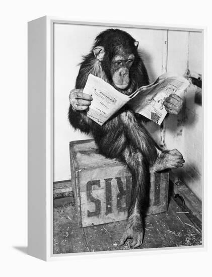 Chimpanzee Reading Newspaper-Bettmann-Framed Stretched Canvas