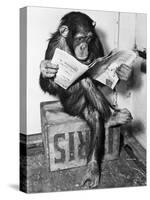 Chimpanzee Reading Newspaper-Bettmann-Stretched Canvas