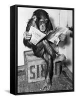 Chimpanzee Reading Newspaper-Bettmann-Framed Stretched Canvas