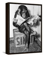 Chimpanzee Reading Newspaper-Bettmann-Framed Stretched Canvas