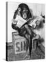 Chimpanzee Reading Newspaper-Bettmann-Stretched Canvas