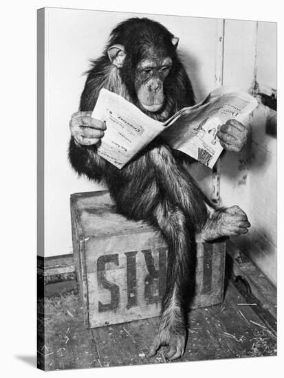 Chimpanzee Reading Newspaper-Bettmann-Stretched Canvas