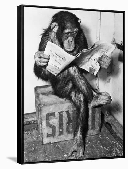 Chimpanzee Reading Newspaper-Bettmann-Framed Stretched Canvas