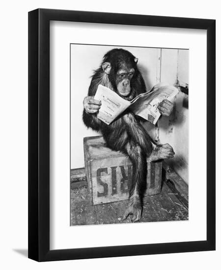 Chimpanzee Reading Newspaper-Bettmann-Framed Premium Photographic Print