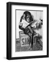 Chimpanzee Reading Newspaper-Bettmann-Framed Premium Photographic Print