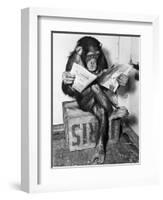 Chimpanzee Reading Newspaper-Bettmann-Framed Premium Photographic Print