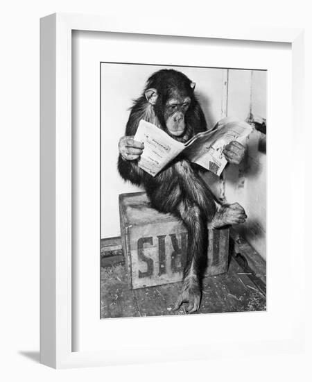 Chimpanzee Reading Newspaper-Bettmann-Framed Premium Photographic Print