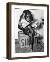 Chimpanzee Reading Newspaper-Bettmann-Framed Premium Photographic Print