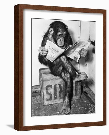 Chimpanzee Reading Newspaper-Bettmann-Framed Premium Photographic Print