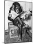 Chimpanzee Reading Newspaper-Bettmann-Mounted Premium Photographic Print