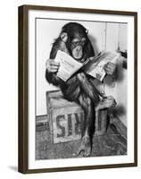 Chimpanzee Reading Newspaper-Bettmann-Framed Premium Photographic Print