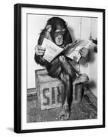 Chimpanzee Reading Newspaper-Bettmann-Framed Premium Photographic Print