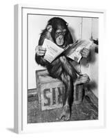 Chimpanzee Reading Newspaper-Bettmann-Framed Premium Photographic Print