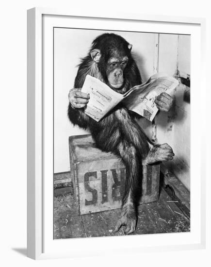 Chimpanzee Reading Newspaper-Bettmann-Framed Premium Photographic Print