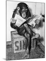 Chimpanzee Reading Newspaper-Bettmann-Mounted Premium Photographic Print